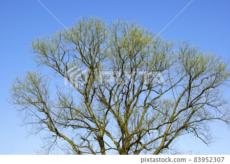 垂柳花蕾預示著春天的到來 83952307