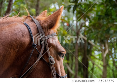 Riding in the woods 83952779