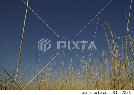 深秋時,蘆葦叢生的景色映照藍天,趣味盎然 深秋時,蘆葦叢生的景色映照藍天,趣味盎然 83952858