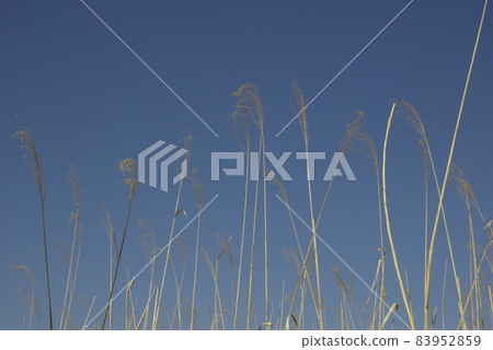 The scenery of the rushing reeds shines in the blue sky in late autumn and is interesting The scenery of the rushing reeds shines in the blue sky in late autumn and is interesting 83952859