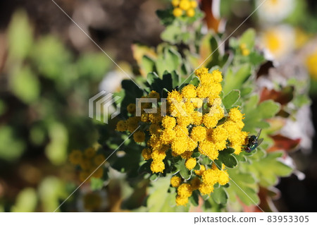 Yellow flowers of chrysanthemum blooming in the autumn park Yellow flowers of chrysanthemum blooming in the autumn park 83953305
