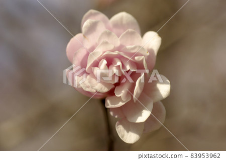 Magnolia kobus 的粉紅色花朵又漂亮又可愛 83953962