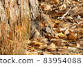 Fox squirrel camouflaged by fallen autumn leaves and autumn grasses eating dry corn kernel 83954088