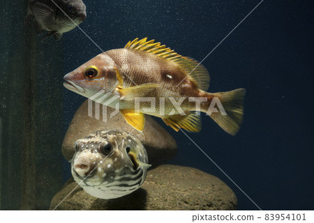 White-spotted puffer fish, puffer fish, snappers, fish, shibudai, star snapper White-spotted puffer fish, puffer fish, snappers, fish, shibudai, star snapper 83954101