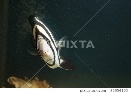 條紋喙魚，鹹水魚，魚 83954103