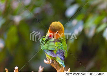 Fischer 的愛情鳥,羽毛像五顏六色的裙子 Fischer 的愛情鳥,羽毛像五顏六色的裙子 83955004