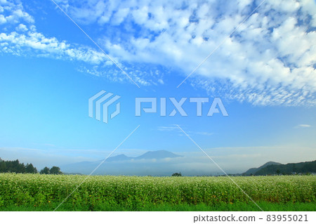 Mt. Asama and buckwheat field Mt. Asama and buckwheat field 83955021