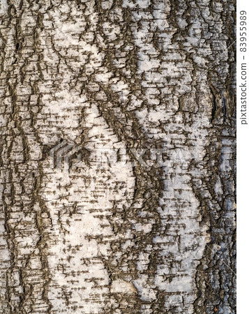 The texture of the birch bark. The texture of the birch bark. 83955989