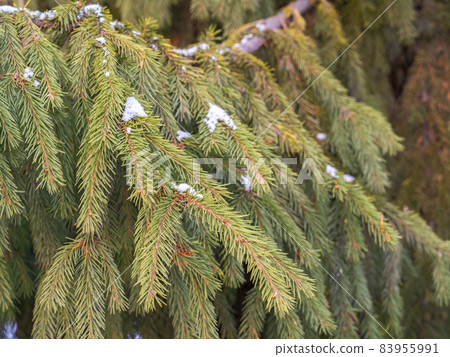 Green fir branches in winter during at sunset Green fir branches in winter during at sunset 83955991