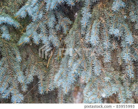 Branches of blue spruce with needles in the sunset light. The blue spruce, Colorado spruce, or Colorado blue spruce, with the Latin name Picea pungens. Branches of blue spruce with needles in the sunset light. The blue spruce, Colorado spruce, or Colorado blue spruce, with the Latin name Picea pungens. 83955993