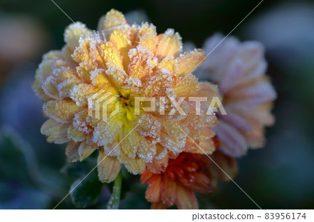 Frost flower Frost flower 83956174