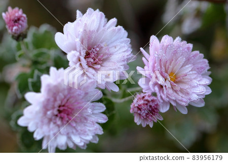 Frost flower Frost flower 83956179
