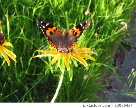 棲息在黃金菊上的紅海軍上將 83956484