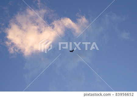 Clouds floating in the evening sky and flying crows 83956652