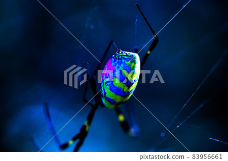 Large and colorful Nephila spider Large and colorful Nephila spider 83956661