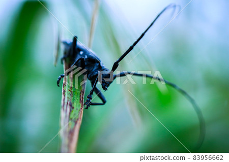 White-spotted long-horned beetle with stylish black and white spots White-spotted long-horned beetle with stylish black and white spots 83956662