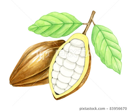 Cacao [Hand-painted watercolor] 83956670