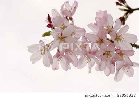 The weeping cherry blossoms are beautiful. The weeping cherry blossoms are beautiful. 83956928