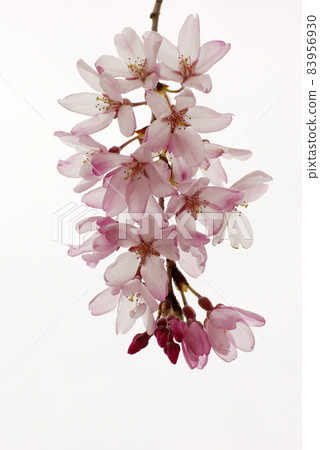 The weeping cherry blossoms are beautiful. The weeping cherry blossoms are beautiful. 83956930