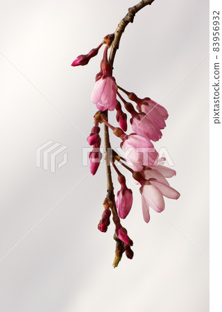 The weeping cherry blossoms are beautiful. 83956932