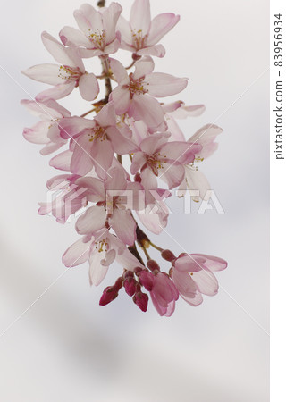 垂枝櫻花很美。 垂枝櫻花很美。 83956934