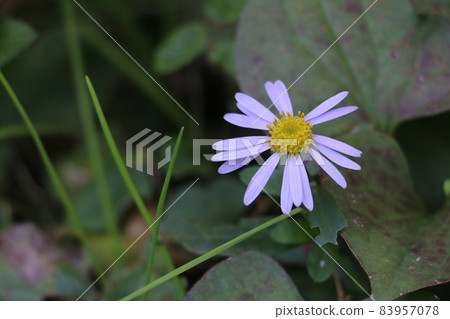 深秋綻放淡紫色花朵的紫菀yomena 83957078