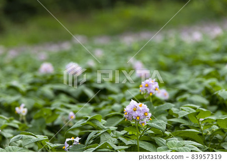 Potato flowers 83957319