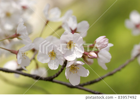 The flowering of cherry blossoms (Yoshino cherry tree, Yoshino cherry tree) is very smiling. 83957492