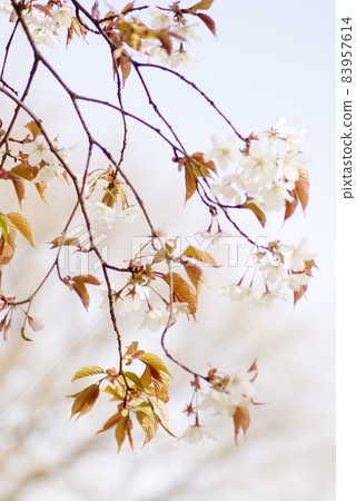 櫻花（野櫻花、野櫻花）的花開，笑得很燦爛。 83957614