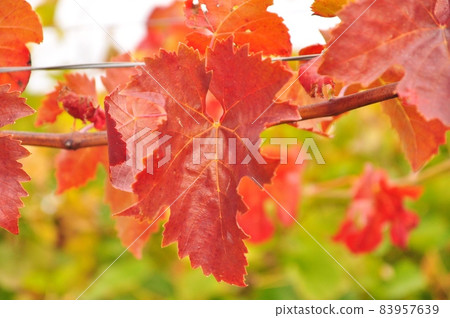 Red leaves of grapes 83957639