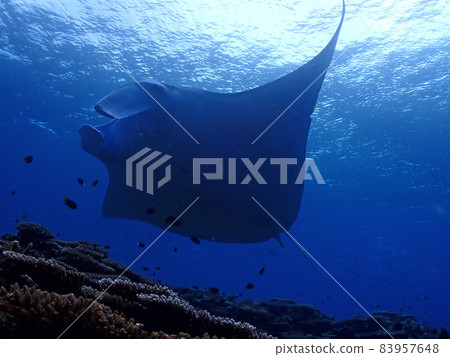 Manta, off the coast of Kabira Bay, Ishigaki Island Manta Road 83957648