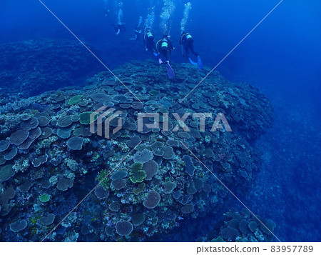 The seabed of coral that spreads off the coast of Kabira Bay, Ishigaki Island (Okinawa) The seabed of coral that spreads off the coast of Kabira Bay, Ishigaki Island (Okinawa) 83957789