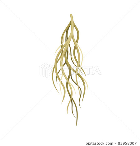 Root of plant, underground stem. Botany or dendrology design element vector illustration 83958007