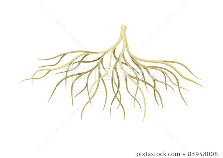 Creeping root of plant, underground stem. Botany or dendrology design element vector illustration Creeping root of plant, underground stem. Botany or dendrology design element vector illustration 83958008