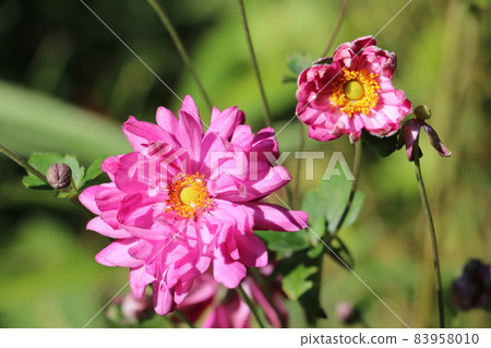 Japanese anemone shining pink in the autumn sun 83958010