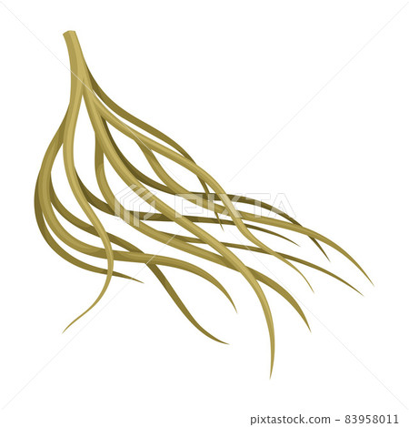 Root of tree, underground stem. Botany or dendrology design element vector illustration 83958011