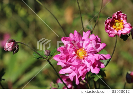 Japanese anemone shining pink in the autumn sun 83958012