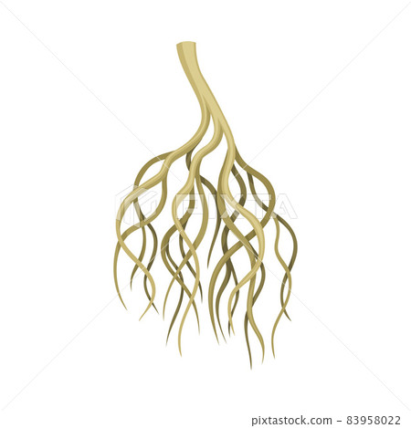 Tree rootstalk, bush or shrub underground stem. Botany or dendrology design element vector illustration Tree rootstalk, bush or shrub underground stem. Botany or dendrology design element vector illustration 83958022