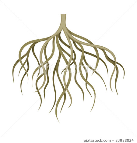 Branchy root of a tree or bush. Botany or dendrology design element vector illustration Branchy root of a tree or bush. Botany or dendrology design element vector illustration 83958024