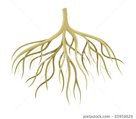 Tree rootstalk, bush or shrub root system. Botany or dendrology design element vector illustration 83958029