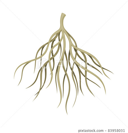 Root of tree, bush or shrub, rootstalk. Botany or dendrology element vector illustration 83958031