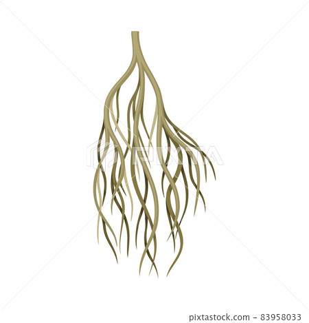 Sprouting root, underground stem, rootstalk. Botany or dendrology element vector illustration Sprouting root, underground stem, rootstalk. Botany or dendrology element vector illustration 83958033
