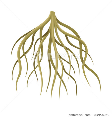 Root of tree, underground stem, rootstalk. Botany or dendrology design element vector illustration 83958069