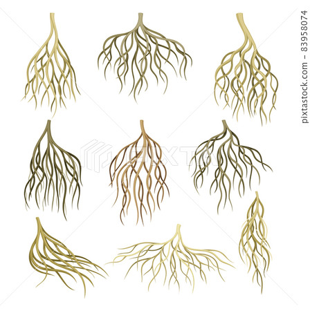Root systems set. Underground stems, rootstalks. Botany or dendrology elements vector illustration Root systems set. Underground stems, rootstalks. Botany or dendrology elements vector illustration 83958074