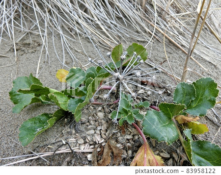 Glehnia (Nishime Kaigan, Yurihonjo City, Akita Prefecture) Many seeds that had set after flowering had fallen to the root of the plant. 83958122
