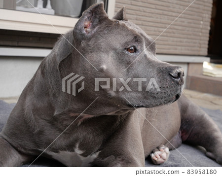 鬥牛 鬥牛 83958180