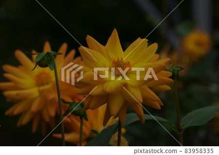 Dahlia Dahlia 83958335