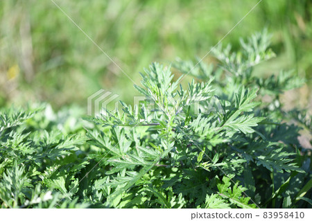 Autumn mugwort (Mugwort) 83958410