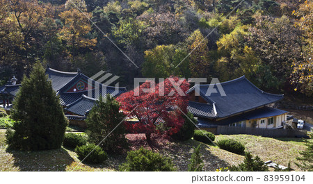 Daeheungsa Temple, Maple Tree, Autumn, Temple, Buddhism, Tangeumdae, Nature, Chungju, Chungbuk 83959104