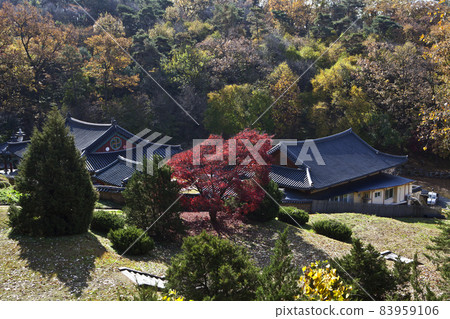 Daeheungsa Temple, Maple Tree, Autumn, Temple, Buddhism, Tangeumdae, Nature, Chungju, Chungbuk 83959106
